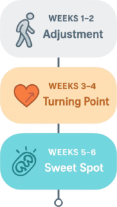 Vertical timeline infographic showing three walking phases: Weeks 1-2 Adjustment with walking figure, Weeks 3-4 Turning Point with heart and upward arrow, Weeks 5-6 Sweet Spot with mitochondria and flame icon